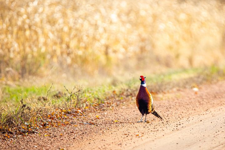 A pheasant is shown standing on a South Dakota road.