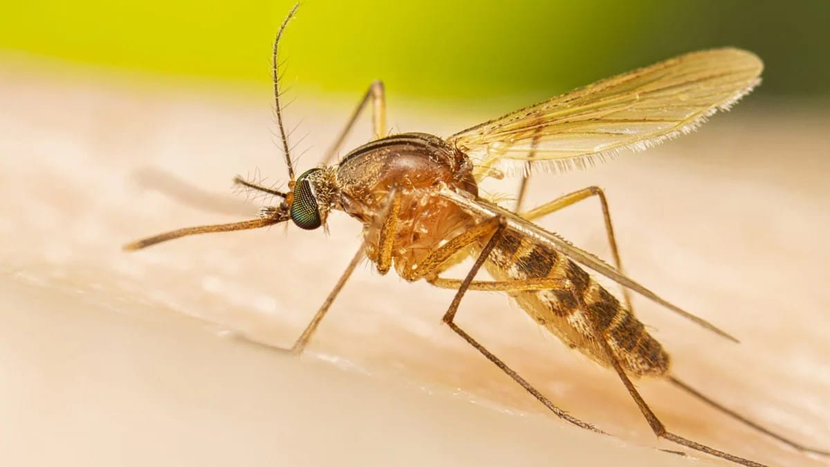South Dakota's mosquito war