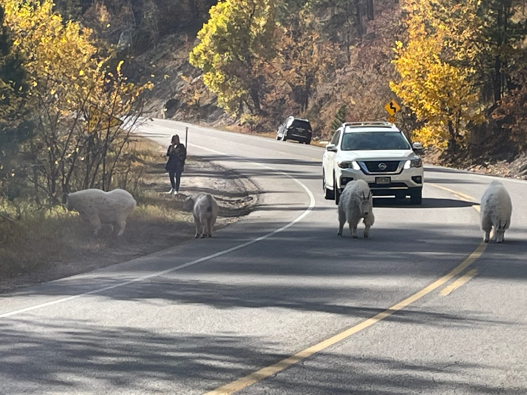 A car goes down a winding road in the Black Hills with goats on the road.