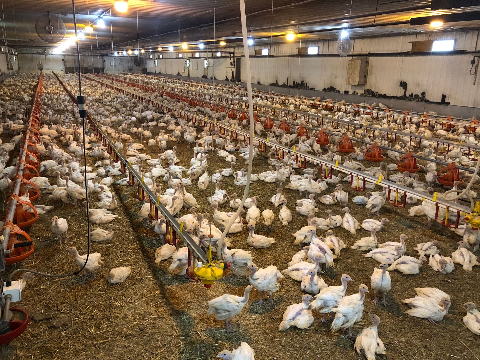 Young turkeys in a CAFO.