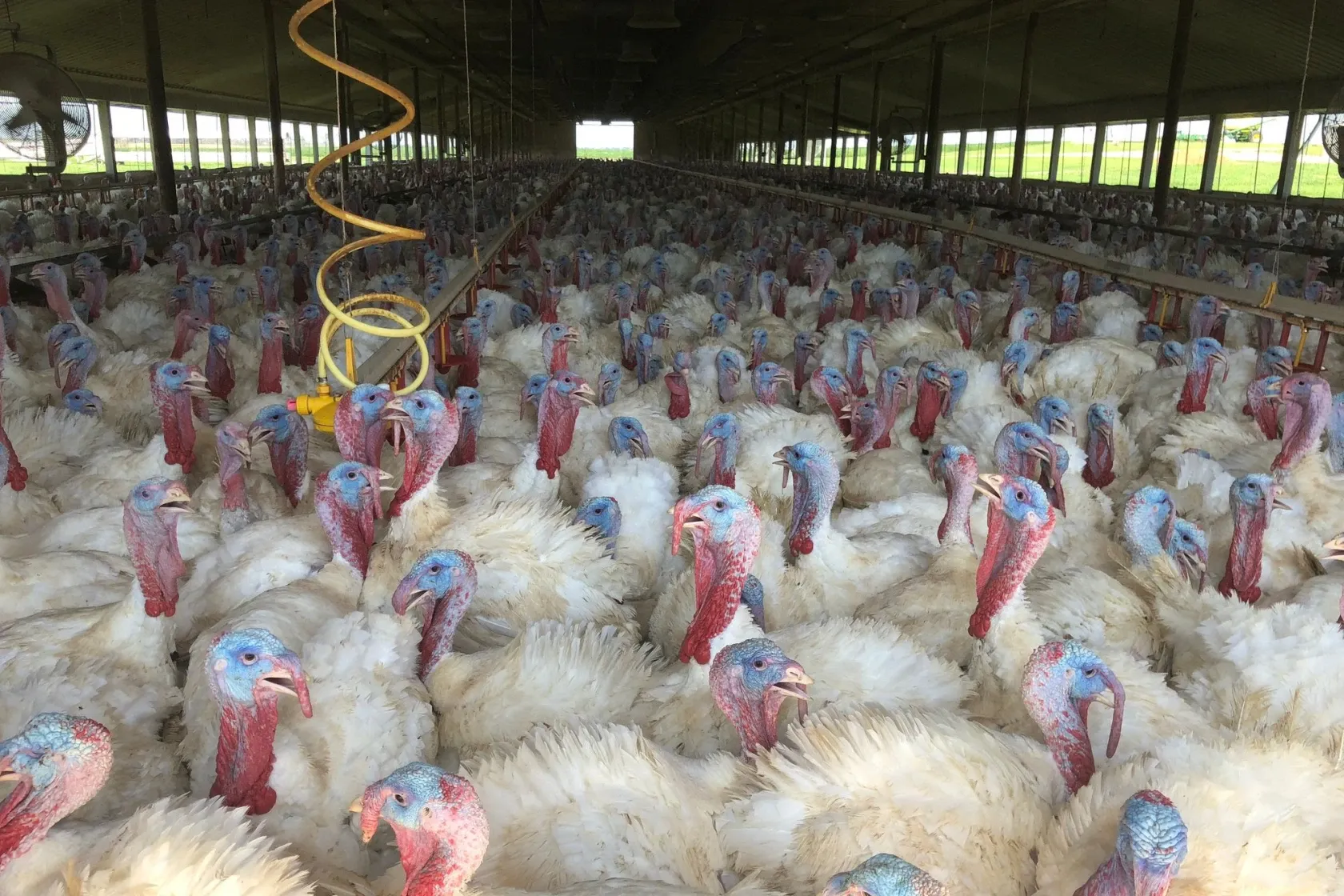 Adults turkeys ready for harvest are shown in this 2019 image from the Oaklane Hutterite Colony