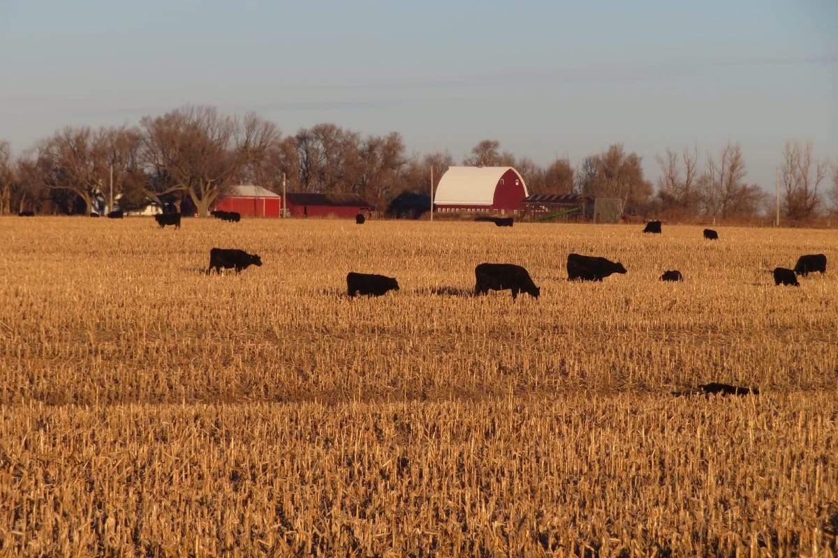 A family photo shows the barn and other buildings along with cows roaming the pasture