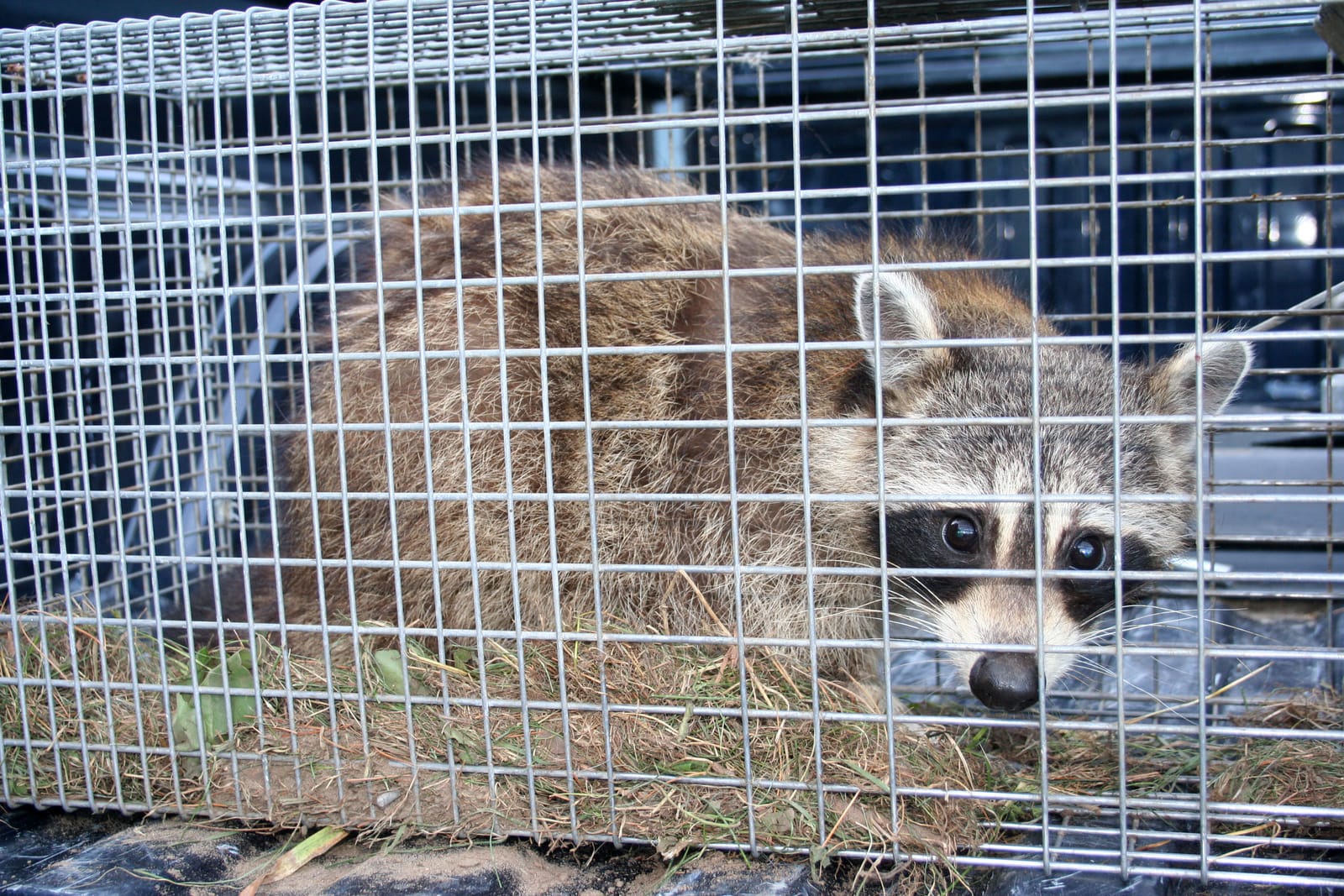 Does South Dakota track whether its nest predator bounty program improves pheasant numbers?