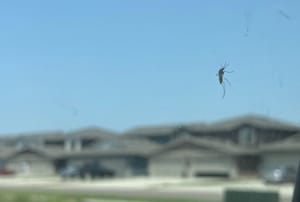 South Dakota's mosquito war