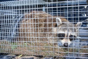 Does South Dakota track whether its nest predator bounty program improves pheasant numbers?