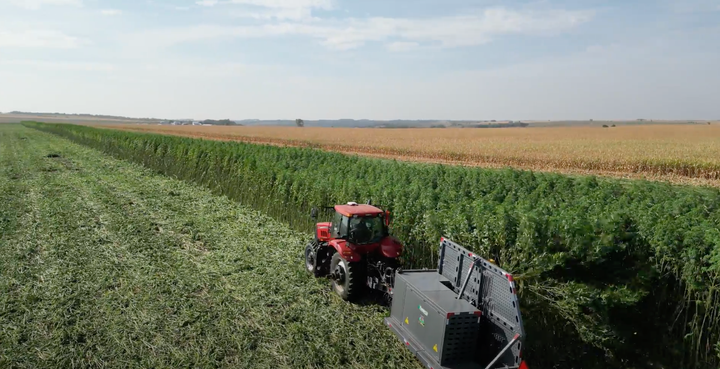 A tractor harvests hemp in a hemp field
