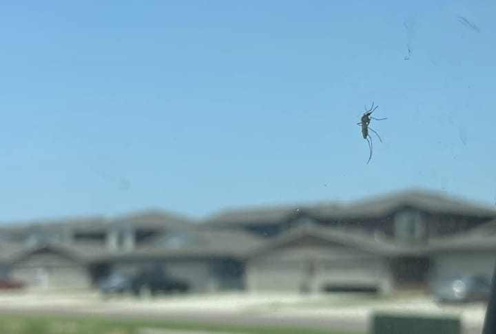 A mosquito on a window with houses in the background