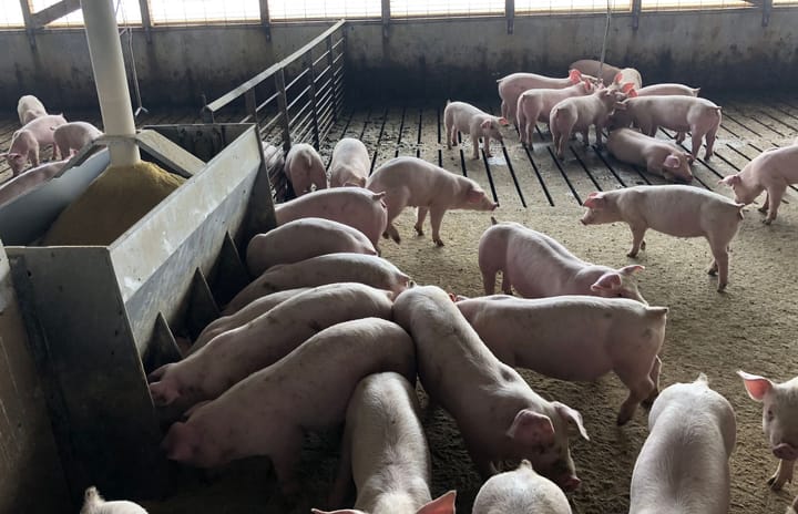 Hogs mill about in a pen at a concentrated animal feeding operation in Hand County, South Dakota, in 2019.